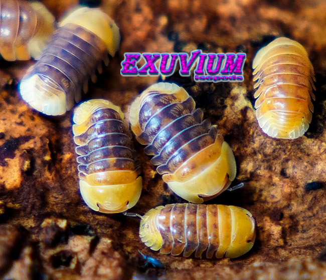 Cubaris spec rubber ducky, isopods for sale, available, in stock