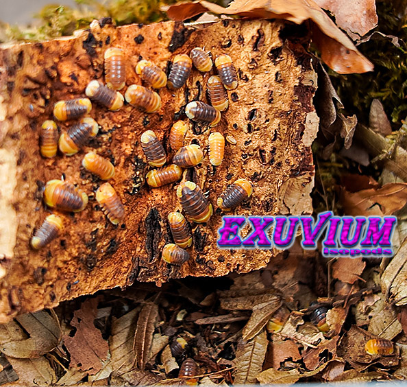 Cubaris spec rubber ducky, isopods for sale, available, in stock
