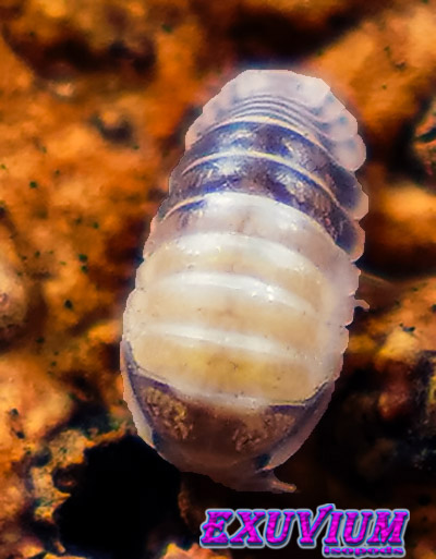 Cubaris spec. tapir, panda king, isopods for sale, in stock, available