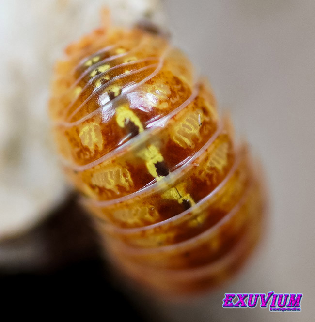Armadillidium apfelbecki, Apfelbeck's Orange Woodlouse, isopods for sale, in stock, available