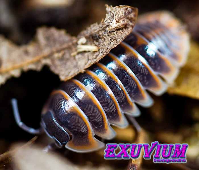 Armadillidium jerrentrupi, Jerrentrup's Pill Woodlouse, isopods for sale, in stock, available