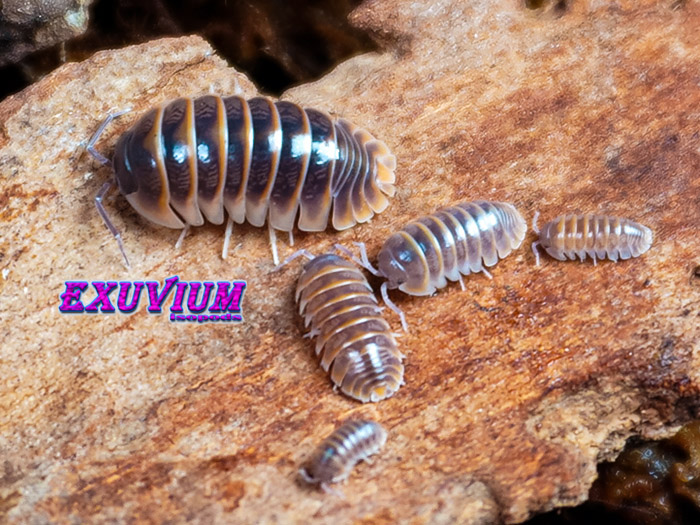 Armadillidium jerrentrupi, Jerrentrup's Pill Woodlouse, isopods for sale, in stock, available