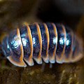 Armadillidium jerrentrupi, isopods for sale