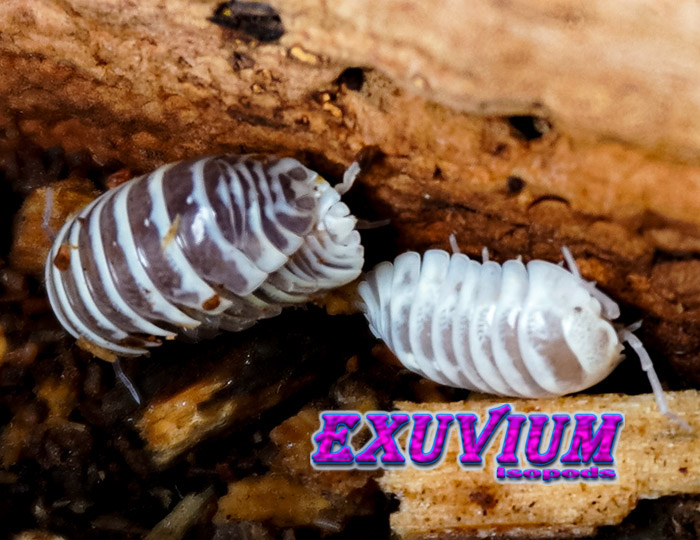 Armadillidium maculatum gen Chocolate Yellow, oddball, paradox, isopods for sale, in stock, available