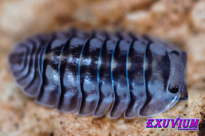 Cubaris spec electric blue, isopods for sale, in stock, available