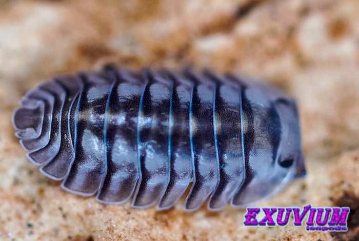 Cubaris spec. electric blue, electric spark, Armadillidae sp, isopods for sale, in stock, available
