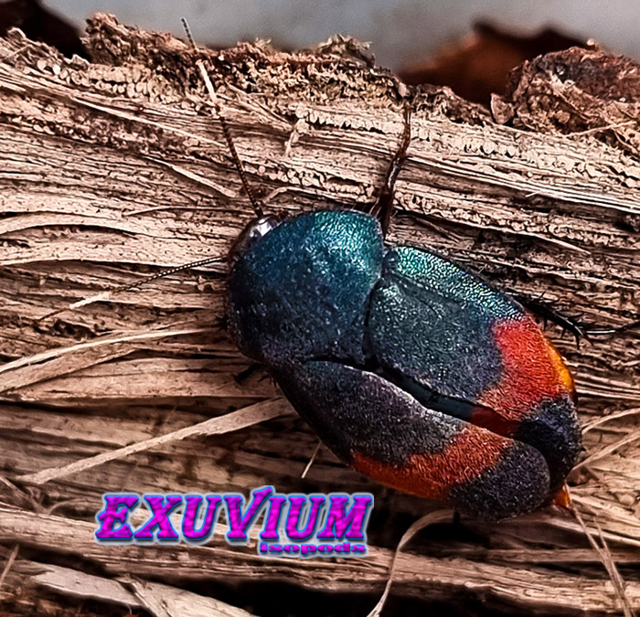 Eucorydia aenea subsp dasytoides, roaches, nymphs for sale, available, in stock