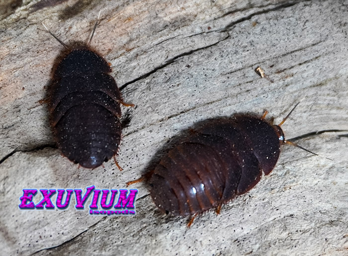 Eucorydia aenea subsp dasytoides, roaches, nymphs for sale, available, in stock