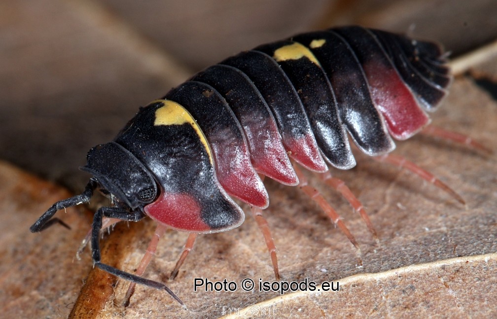 Merulanella sp crimson diablo, isopods for sale, in stock, available