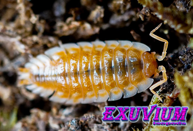 Oniscus asellus BC Maple, orange, isopods for sale, in stock, available