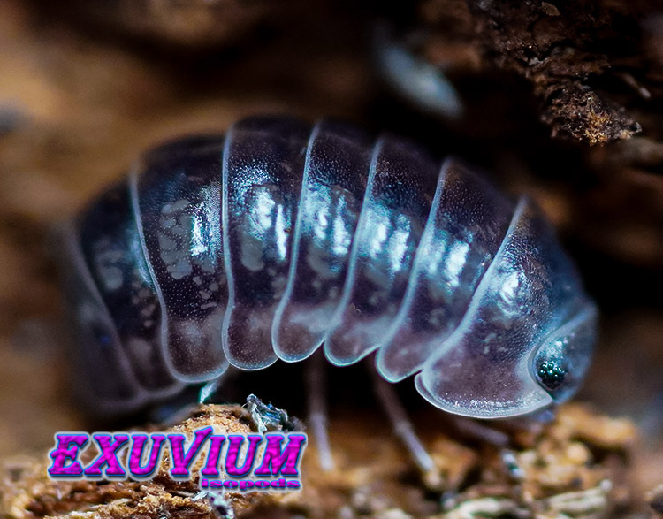 Spherillo obscurus, Spheric Obscure Pill Woodlouse, isopods for sale, in stock, available, rare isopods