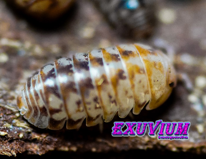 Spherillo raffaelei, Raffaele's Spheric Pill Woodlouse, isopods for sale, in stock, available, rare isopods