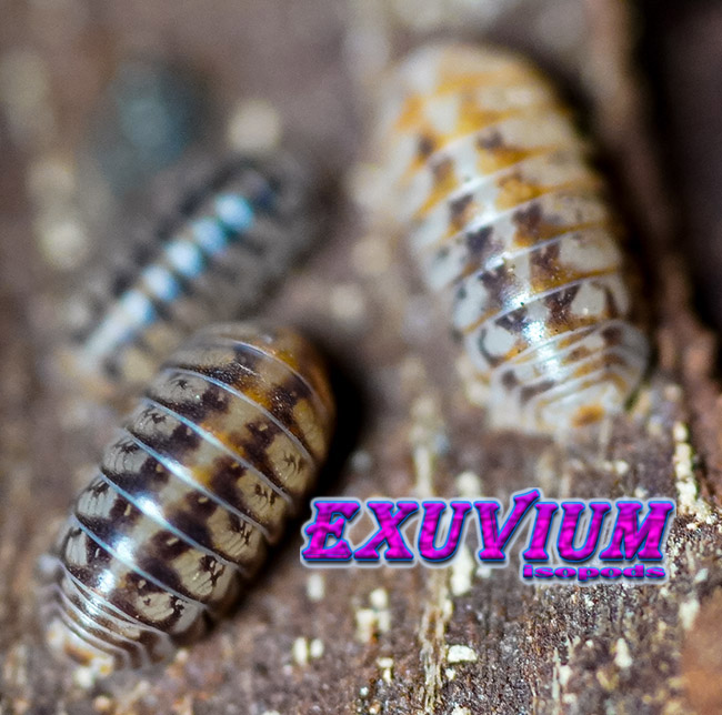 Spherillo raffaelei, Raffaele's Spheric Pill Woodlouse, isopods for sale, in stock, available, rare isopods