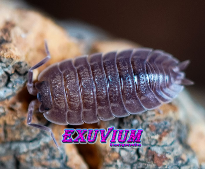 Trachelipus vespertilio, isopods for sale, in stock, available, rare isopods