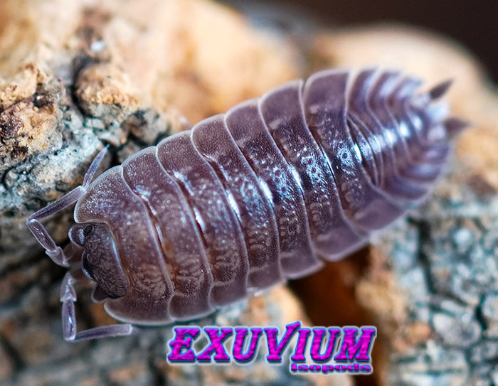 Trachelipus vespertilio, isopods for sale, in stock, available, rare isopods