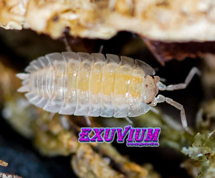 Trachelipus vespertilio, isopods for sale, in stock, available, rare isopods