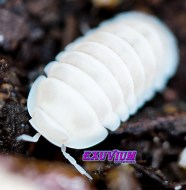 Cubaris Sp White Panda King Captive Bred Isopods Exuvium Isopods Cubaris Sp White Panda King Captive Bred Isopods Exuvium Isopods