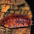 Porcellio scaber red calico, isopods for sale
