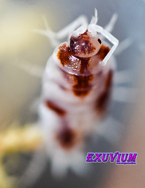 Porcellionides pruinosus red koi isopods for sale, in stock, available