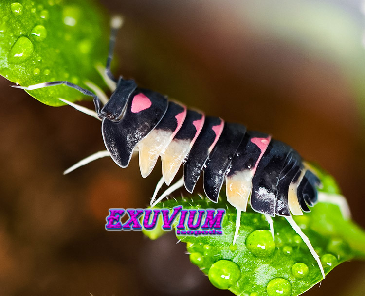 Ardentiella sp. 'Super Pink Lambo' – Exuvium Isopods