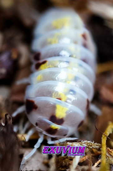 Armadillidium vulgare red magic potion, isopods for sale, available, in stock