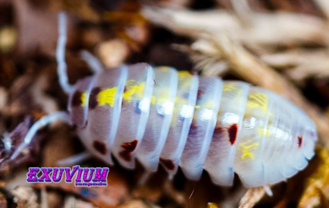 Armadillidium vulgare red magic potion, isopods for sale, available, in stock