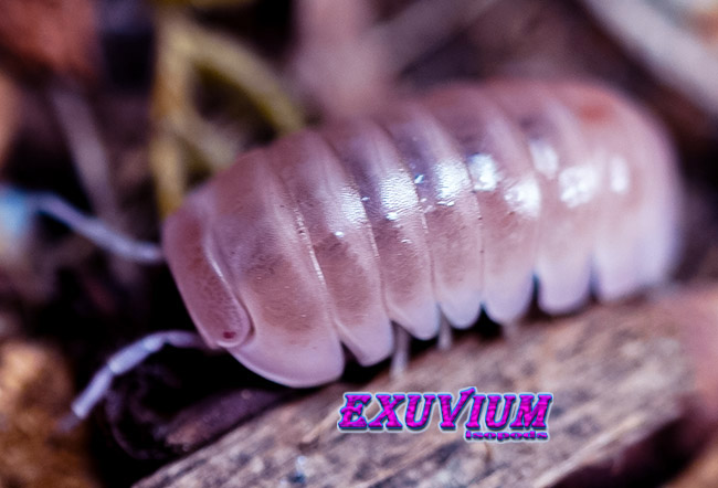 Armadillo officinalis pink, isopods for sale, in stock, available