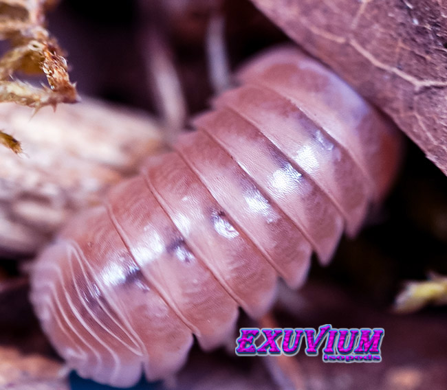 Armadillo officinalis pink, isopods for sale, in stock, available