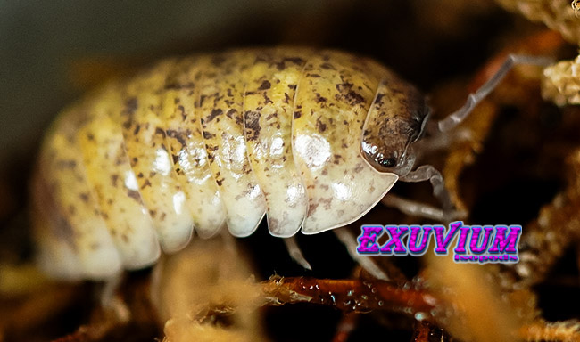 Armadillidium badium high yellow calico, isopods for sale, in stock, available
