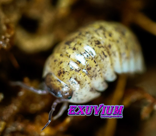 Armadillidium badium yellow calico, isopods for sale, in stock, available