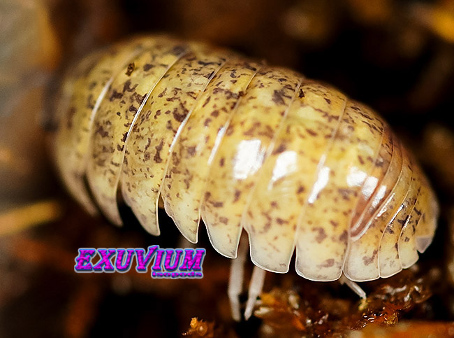 Armadillidium badium yellow calico, isopods for sale, in stock, available
