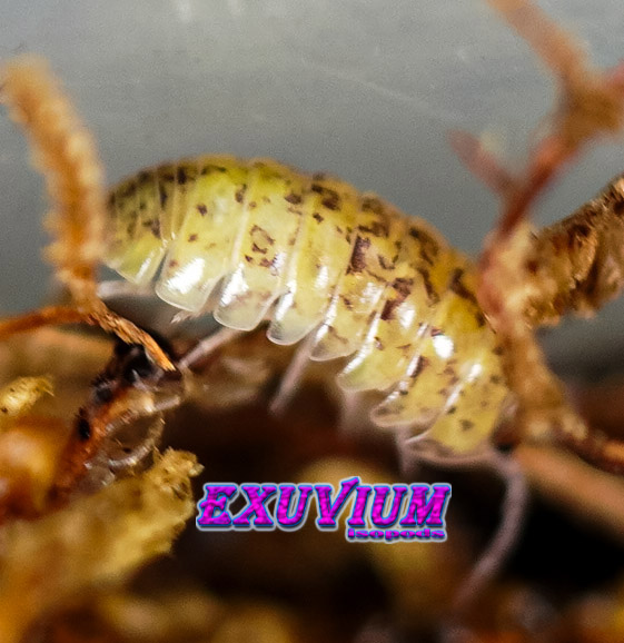 Armadillidium badium yellow calico, isopods for sale, in stock, available