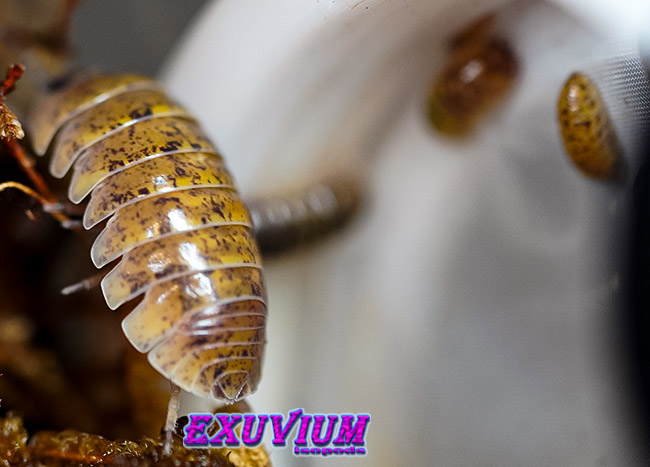 Armadillidium badium yellow calico, isopods for sale, in stock, available