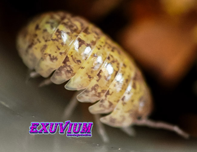 Armadillidium badium yellow calico, isopods for sale, in stock, available