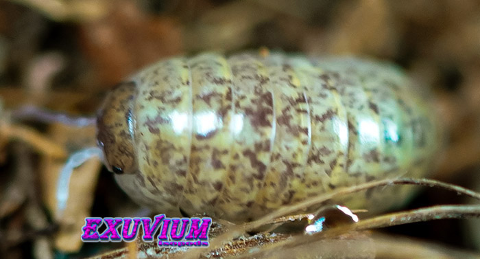 Armadillidium badium yellow calico, isopods for sale, in stock, available