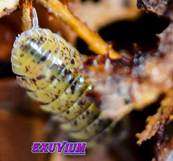 Armadillidium badium yellow calico, isopods for sale, in stock, available