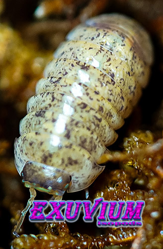 Armadillidium badium yellow calico, isopods for sale, in stock, available