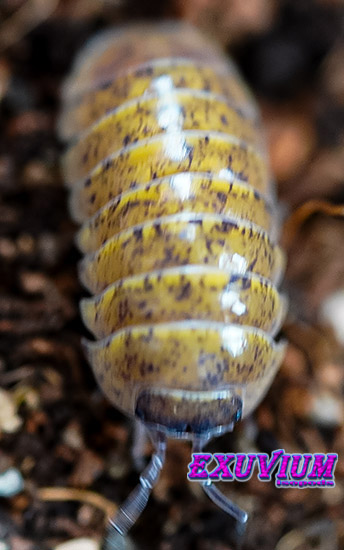 Armadillidium badium yellow calico, isopods for sale, in stock, available