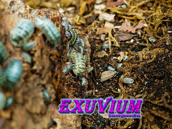 Armadillidium gestroi milky way yellow, isopods for sale, in stock, available