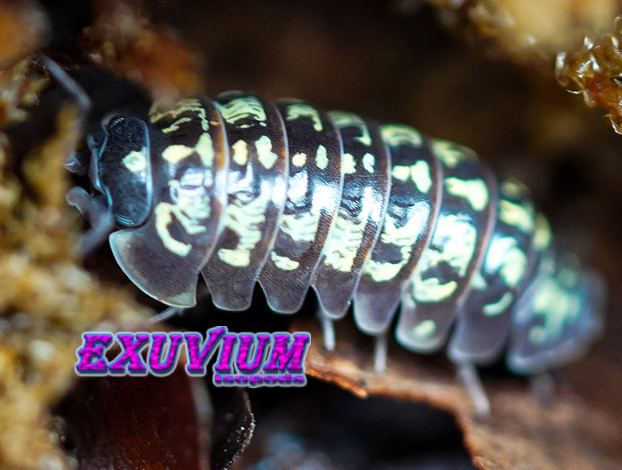 Armadillidium versicolor Slovenia, isopods for sale, in stock, available