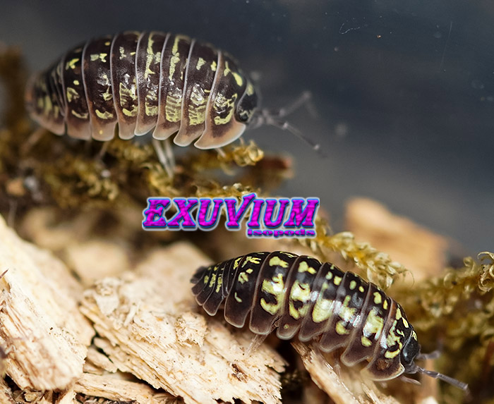 Armadillidium versicolor Slovenia, isopods for sale, in stock, available
