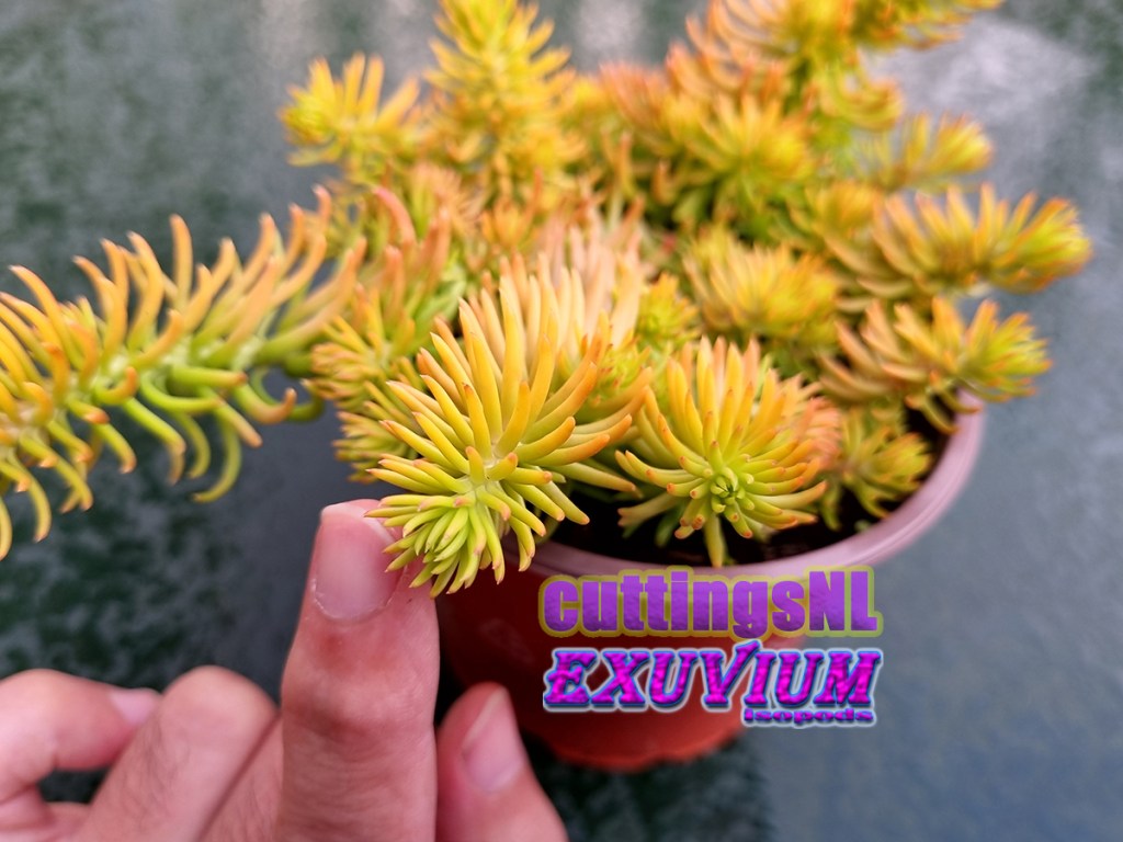 Petrosedum rupestre Angelina, Sedum rupestre Angelina, rooted cutting for sale