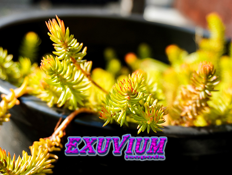 Petrosedum rupestre Angelina, Sedum rupestre Angelina, rooted cutting for sale