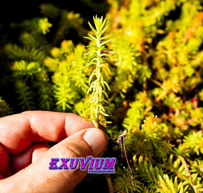 Petrosedum rupestre Angelina, Sedum rupestre Angelina, rooted cutting for sale