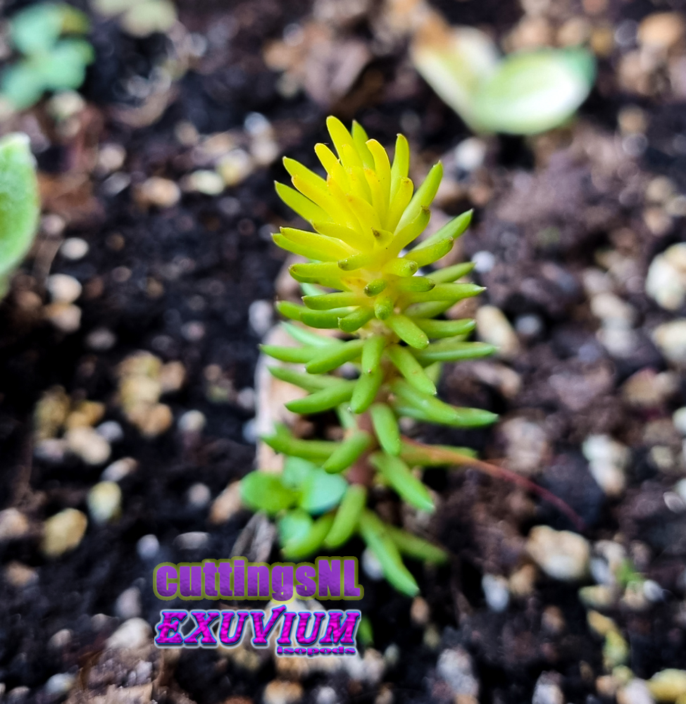 Petrosedum rupestre Angelina, Sedum rupestre Angelina, rooted cutting for sale