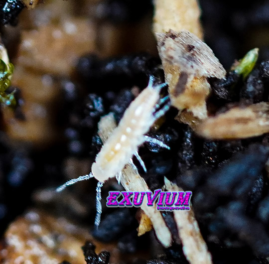 Porcellionides cingendus, isopods for sale, in stock, available