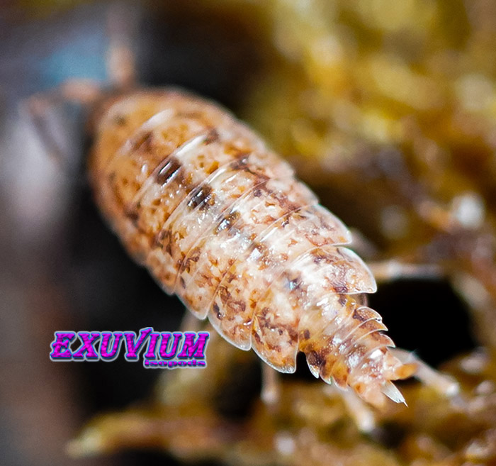 Porcellionides cingendus, isopods for sale, in stock, available