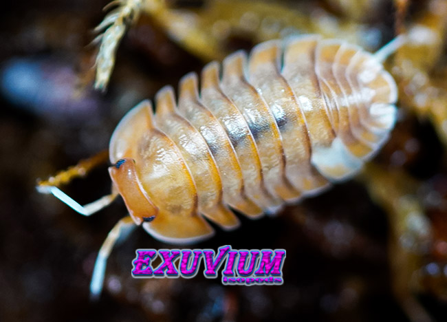 Troglodillo sp sunset, isopods for sale, in stock, available