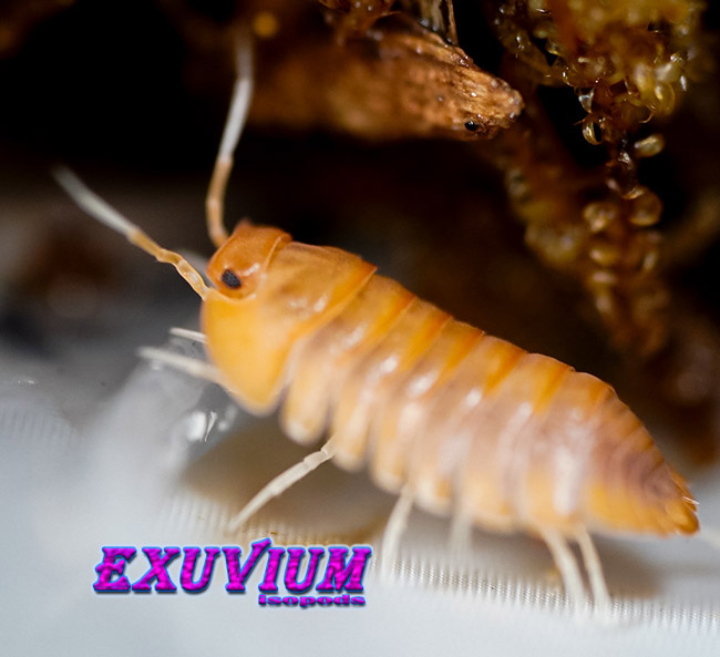 Troglodillo sp sunset, isopods for sale, in stock, available