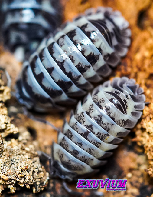 Armadillidium gestroi milky way, isopods for sale, in stock, available
